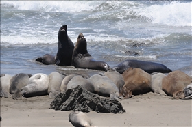 Elephant Seal View